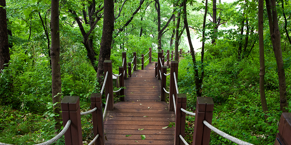 치유의숲 전경사진